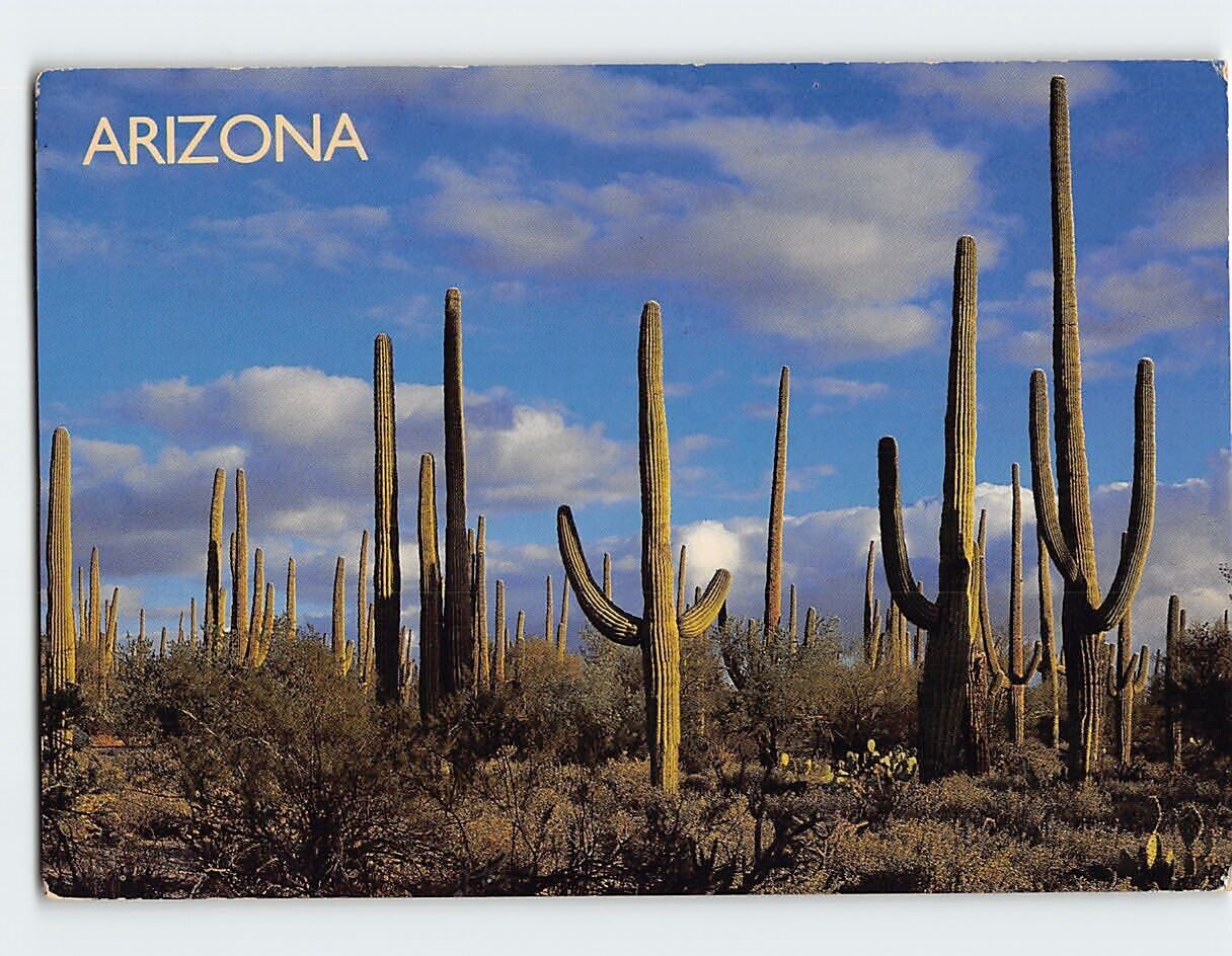 Postcard Saguaro National Monument Arizona USA