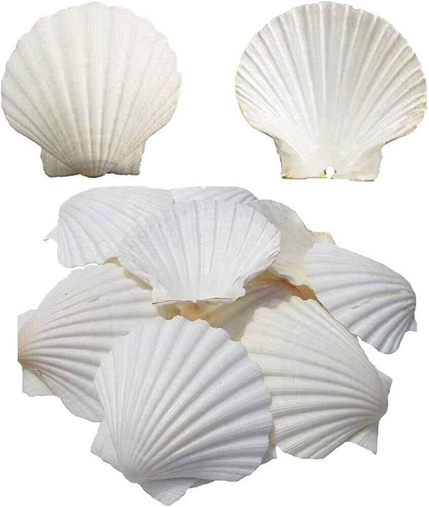 SEAJIAYI 6PCS Scallop Shells for Serving Food,Baking Shells Large Natural White 
