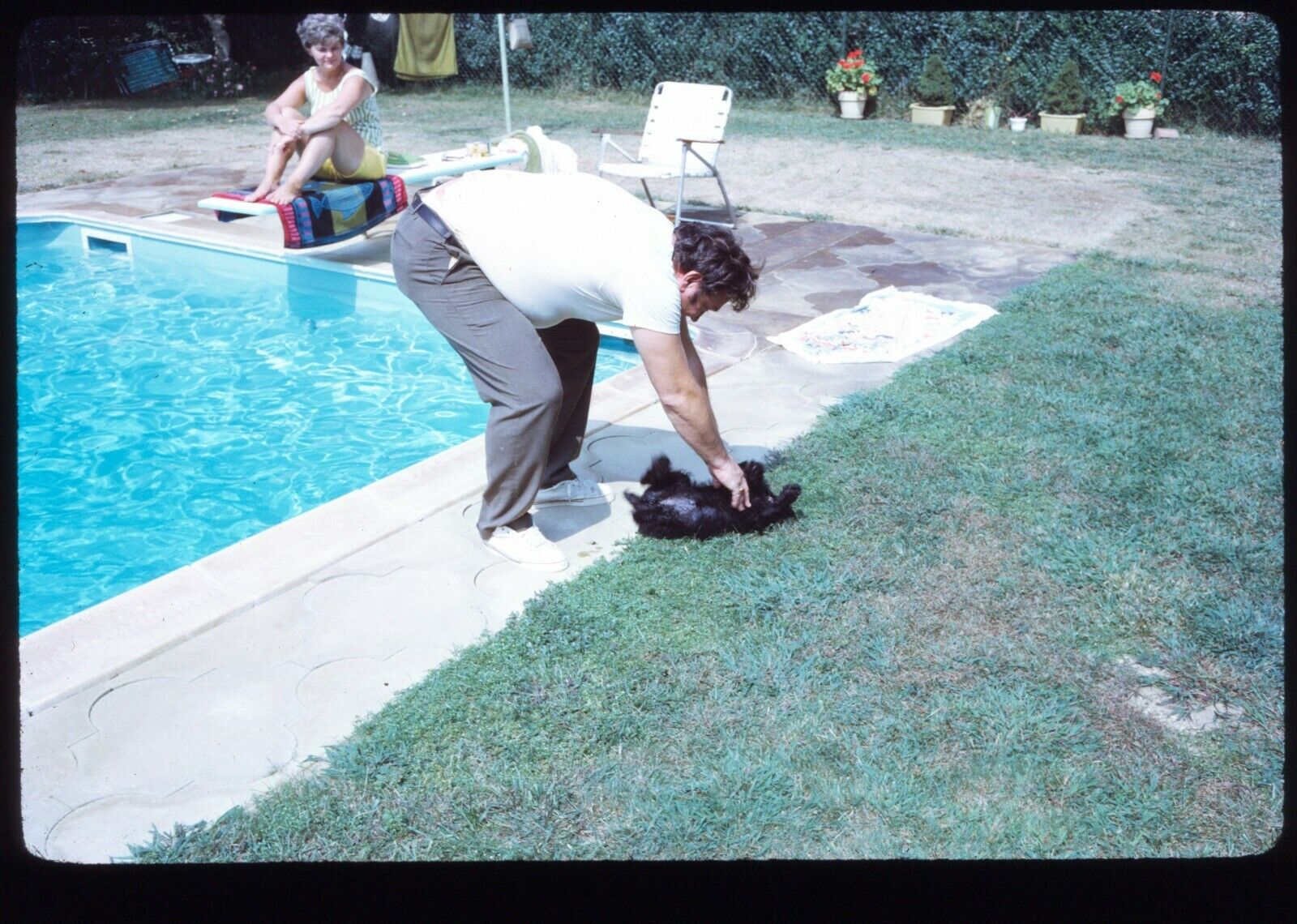 1971 Pool Party Man Rubbing Puppy Black Schnauzer Belly 35mm Kodachrome Slide