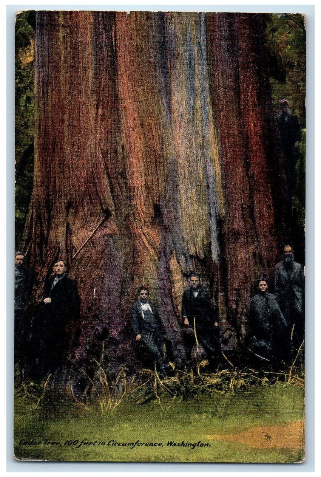 1910 Cedar Tree 100ft Circumference Tourists Pose On Tree Washington WA Postcard