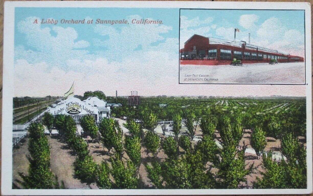 Sunnyvale, CA 1920 Postcard: A Libby Orchard - California Cal