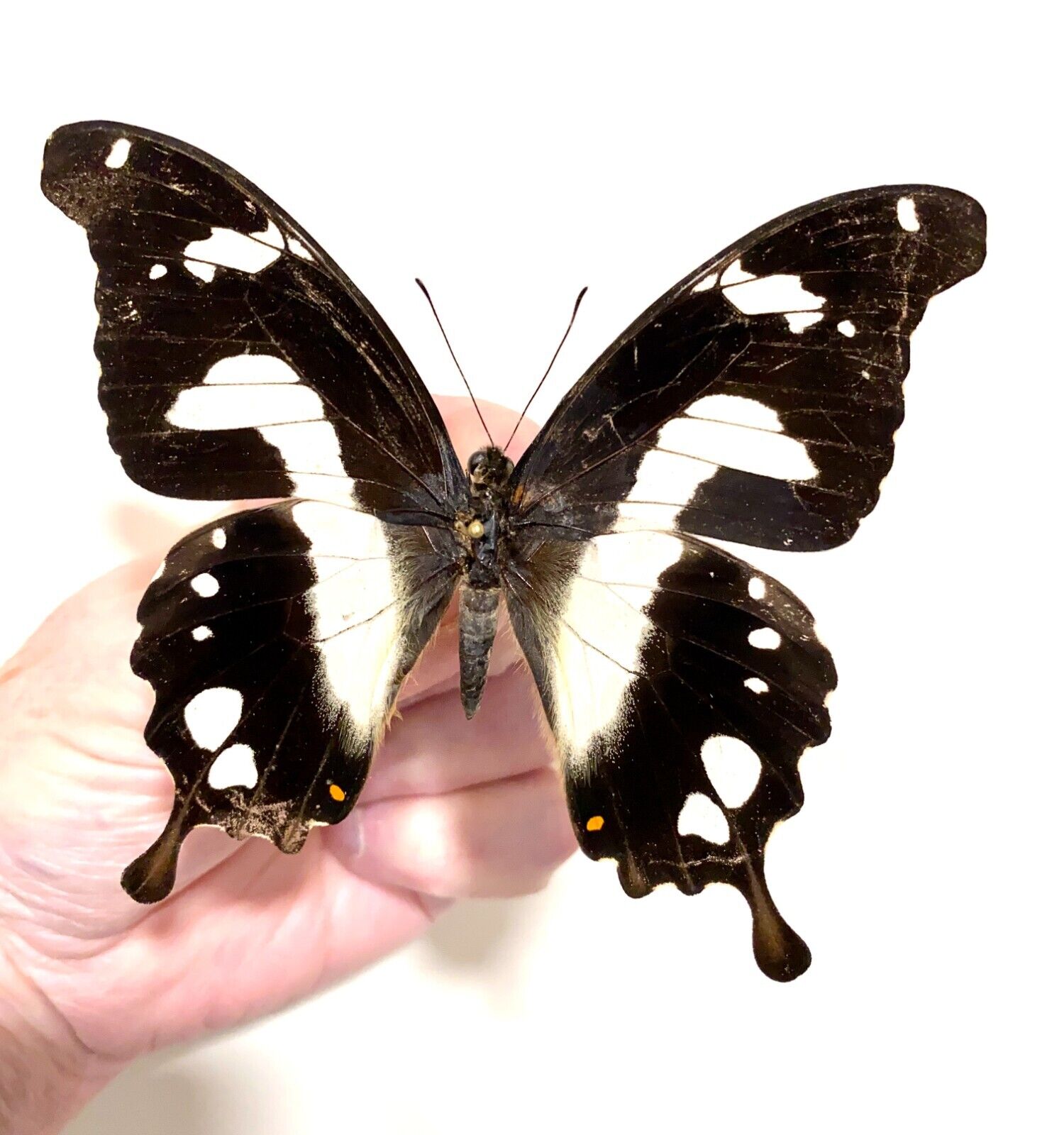 Insect Butterfly Moth Papilionidae Papilio hesperus-Rare Female No. 4-Congo