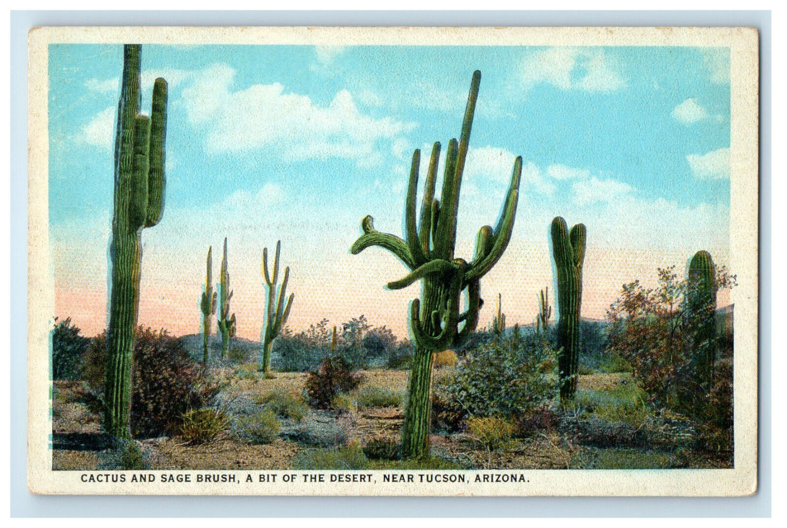 c1930s Cactus and Sage Brush A Bit of Desert Near Tucson Arizona AZ Postcard
