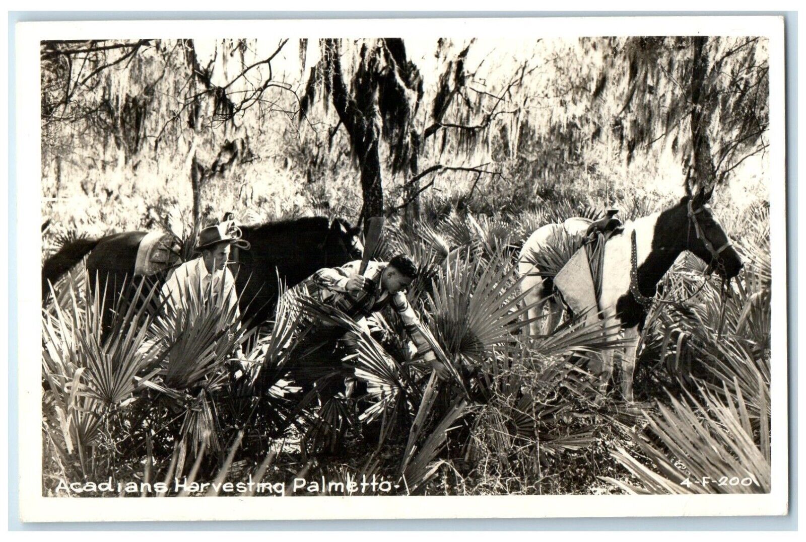 c1940's Acadians Harvesting Palmetto Horse Cline RPPC Photo Vintage Postcard