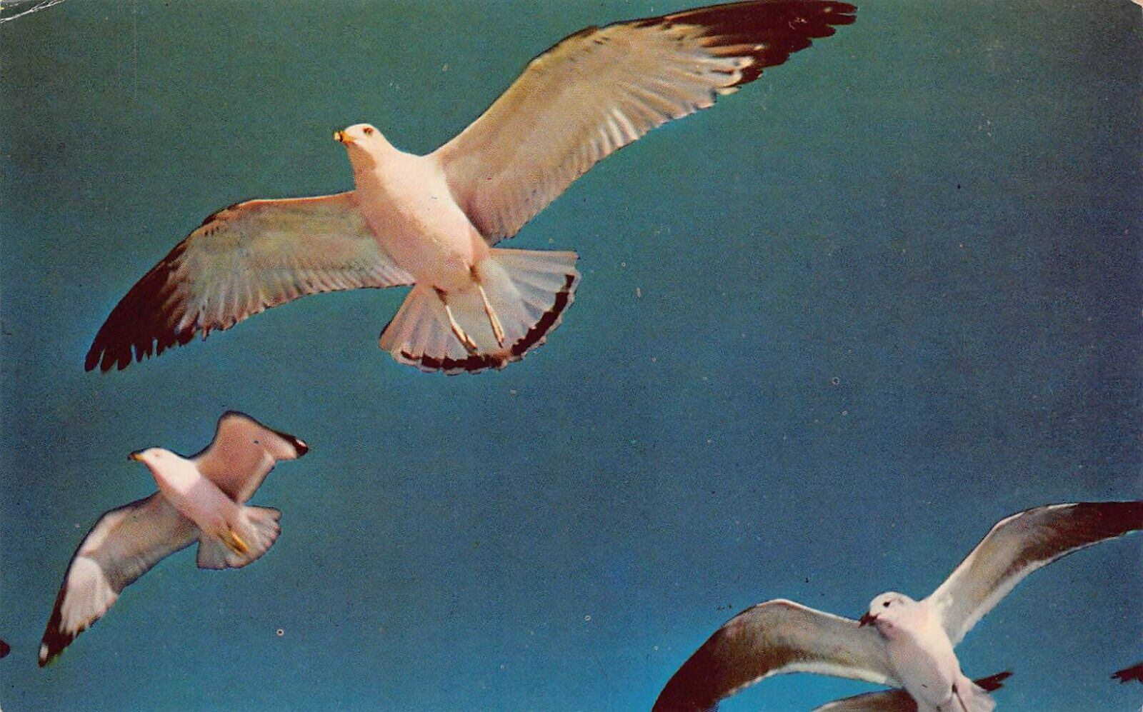 Vtg Postcard Berkeley CA California Seagull Bird Audubon Flying Formation L7