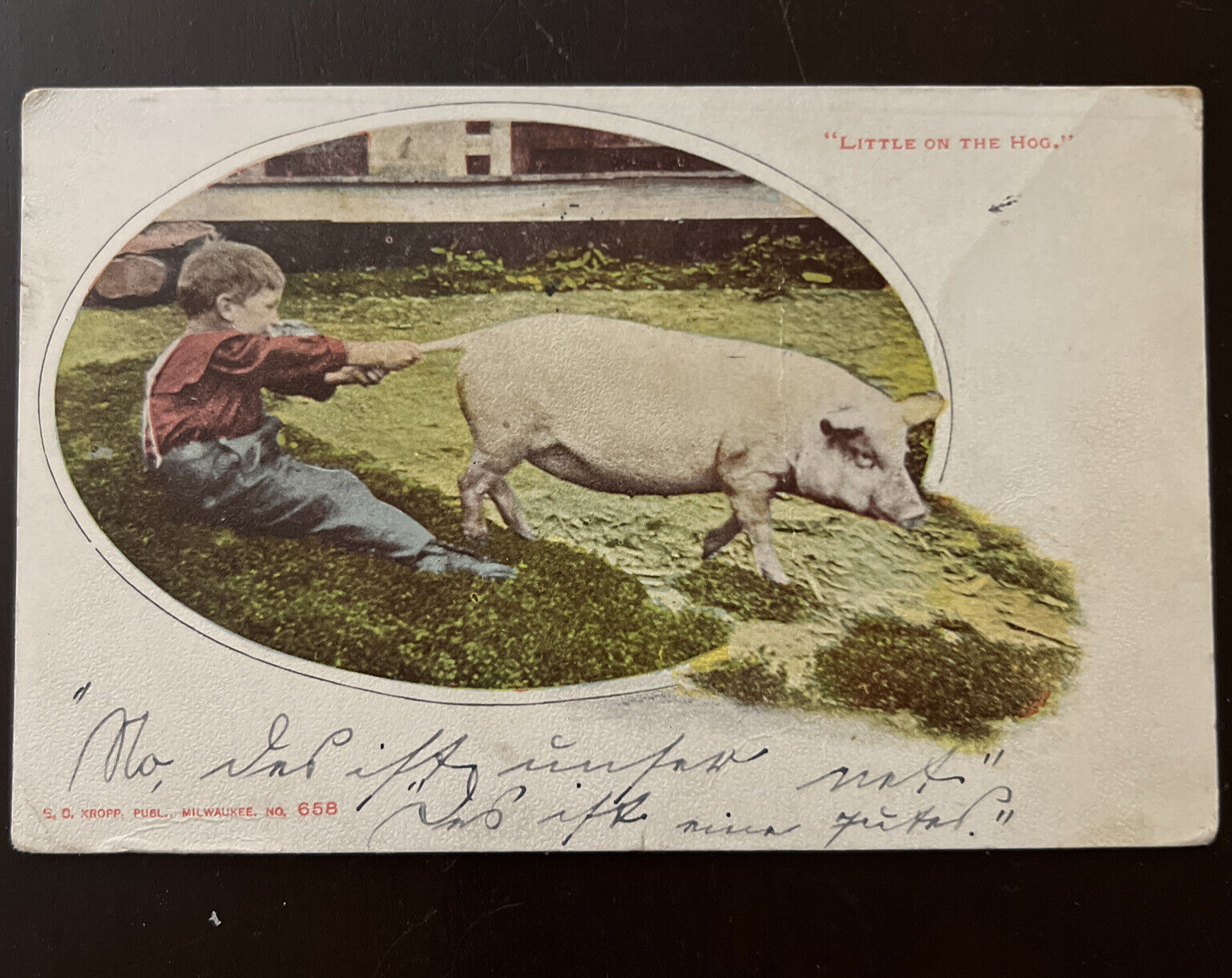 ATQ c.1906 Post Card LITTLE ON THE HOG. Posted UDB Boy Pulling Pig Tail