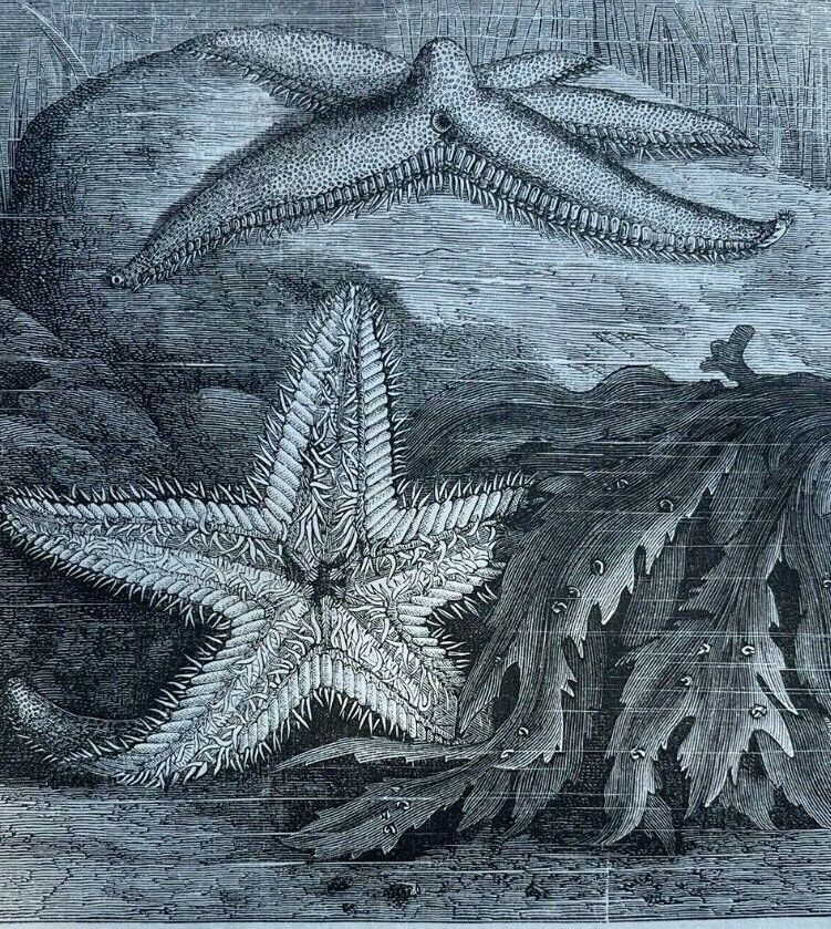 1873 Oceanography Life Under the Sea illustrated
