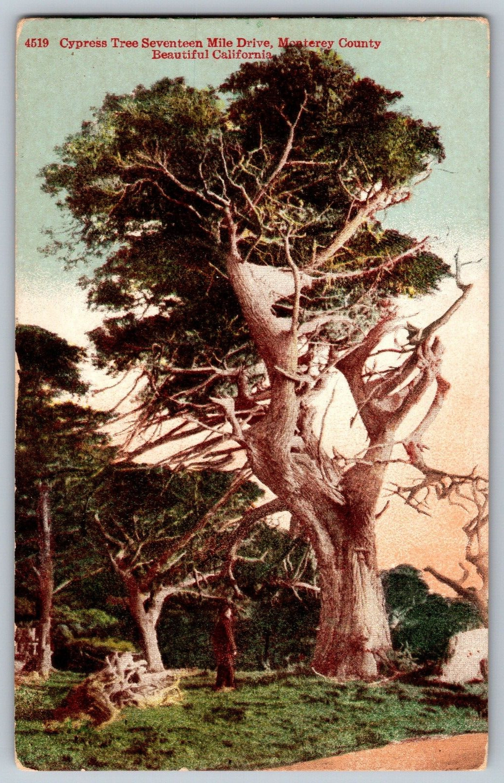 California - Cypress Trees Seventeen Mile Drive - Vintage Postcard - Unposted