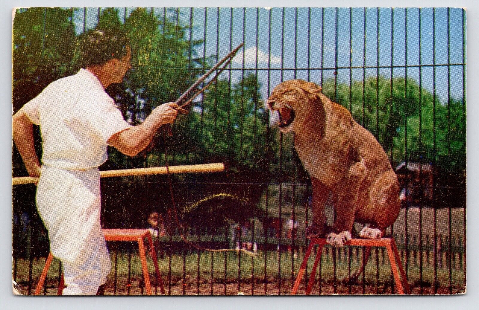c1950s~ Bensons Wild Animal Farm~LION & TRAINER~New Hampshire NH~Vtg Postcard