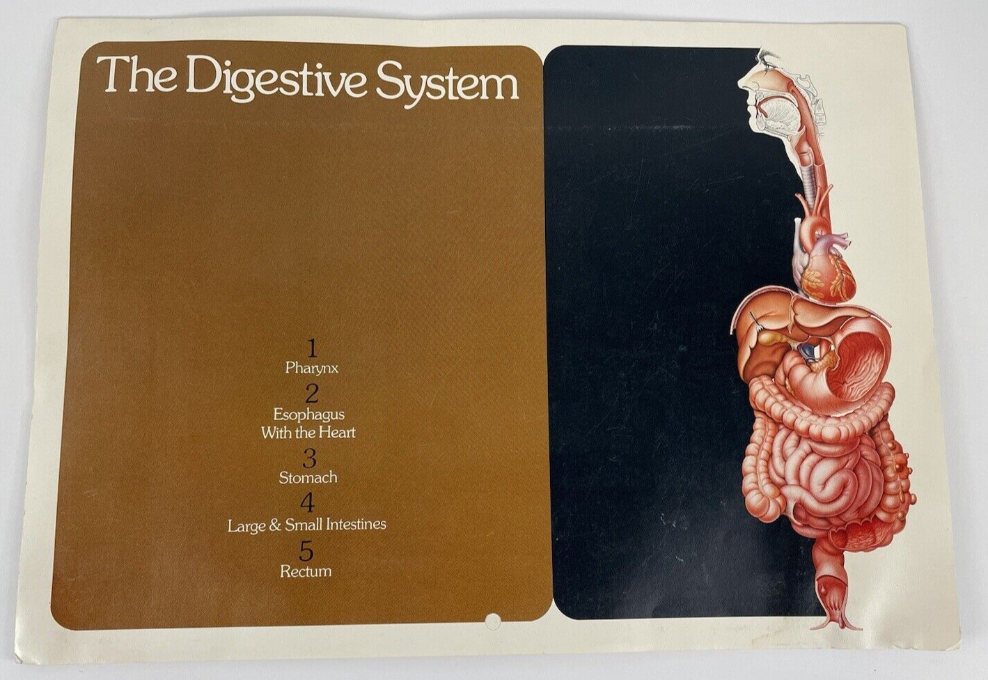 Human Anatomy The Digestive System Colyte Poster 42\