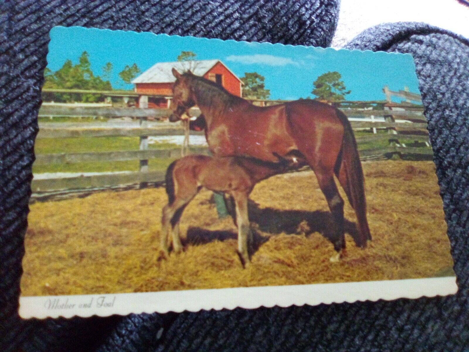 Mother and Foal Horses, CHROME, UNPOSTED, Scalloped edges