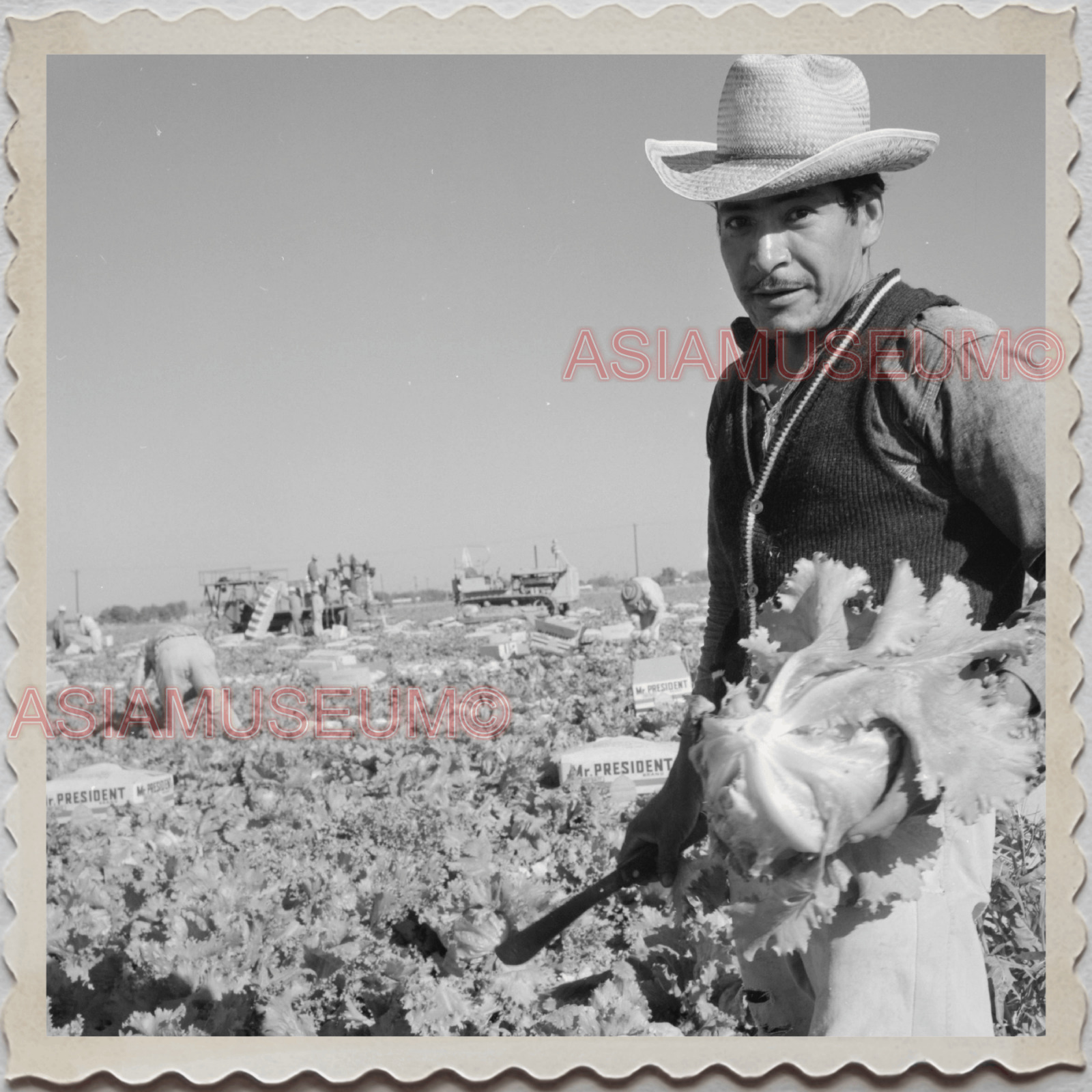 50s PHOENIX CITY MARICOPA COUNTY ARIZONA LETTUCE MAN FARM OLD USA Photo 11686