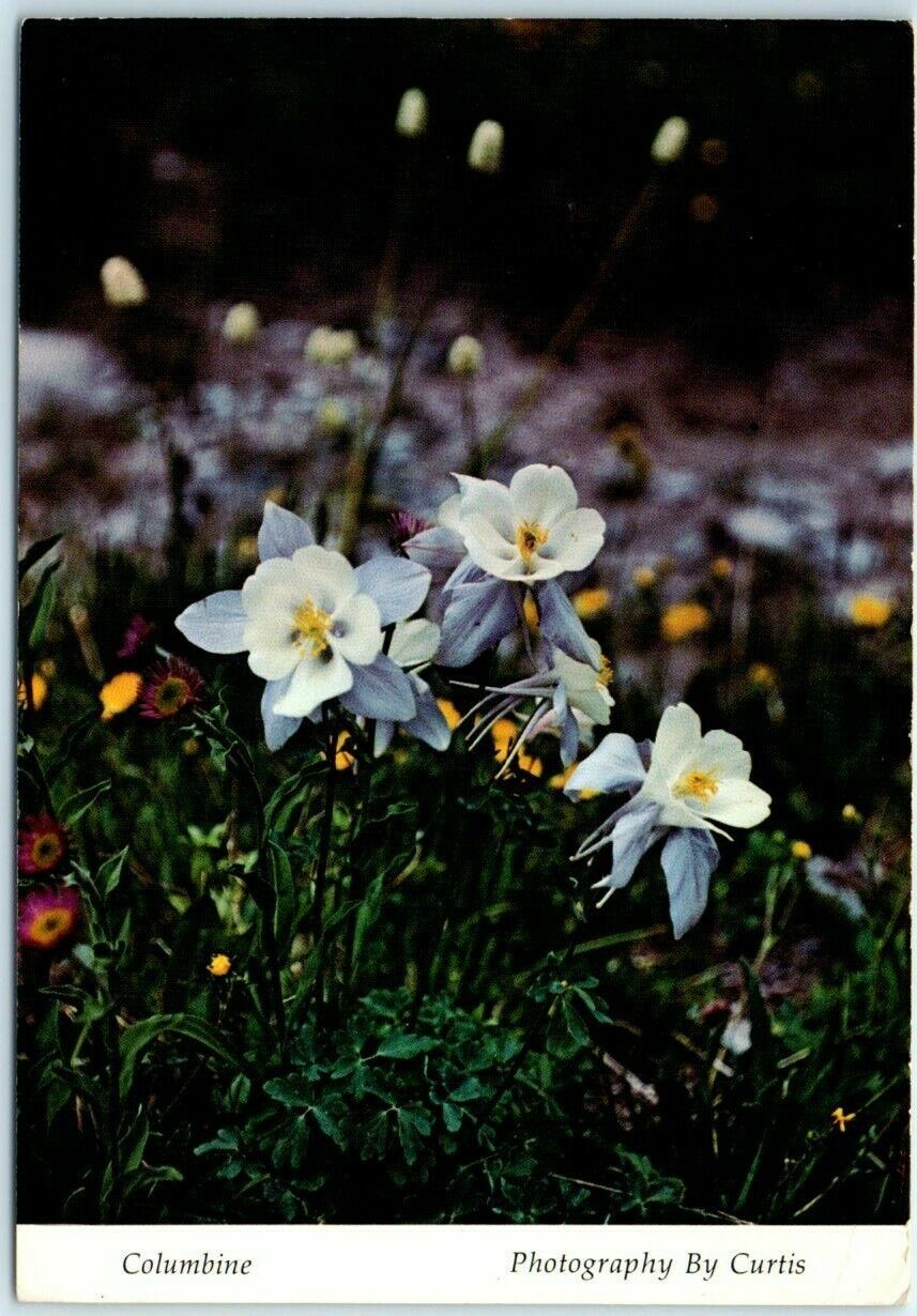 Postcard - Columbine (State flower of Colorado)