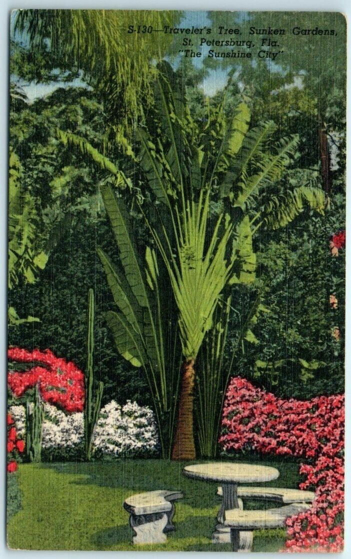 Postcard - Traveler\'s Tree, Sunken Gardens, St. Petersburg, Florida