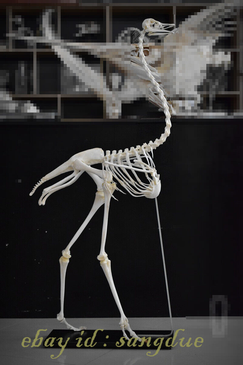 Private Customized Ostrich Skeleton medium size Collection Special Decorations