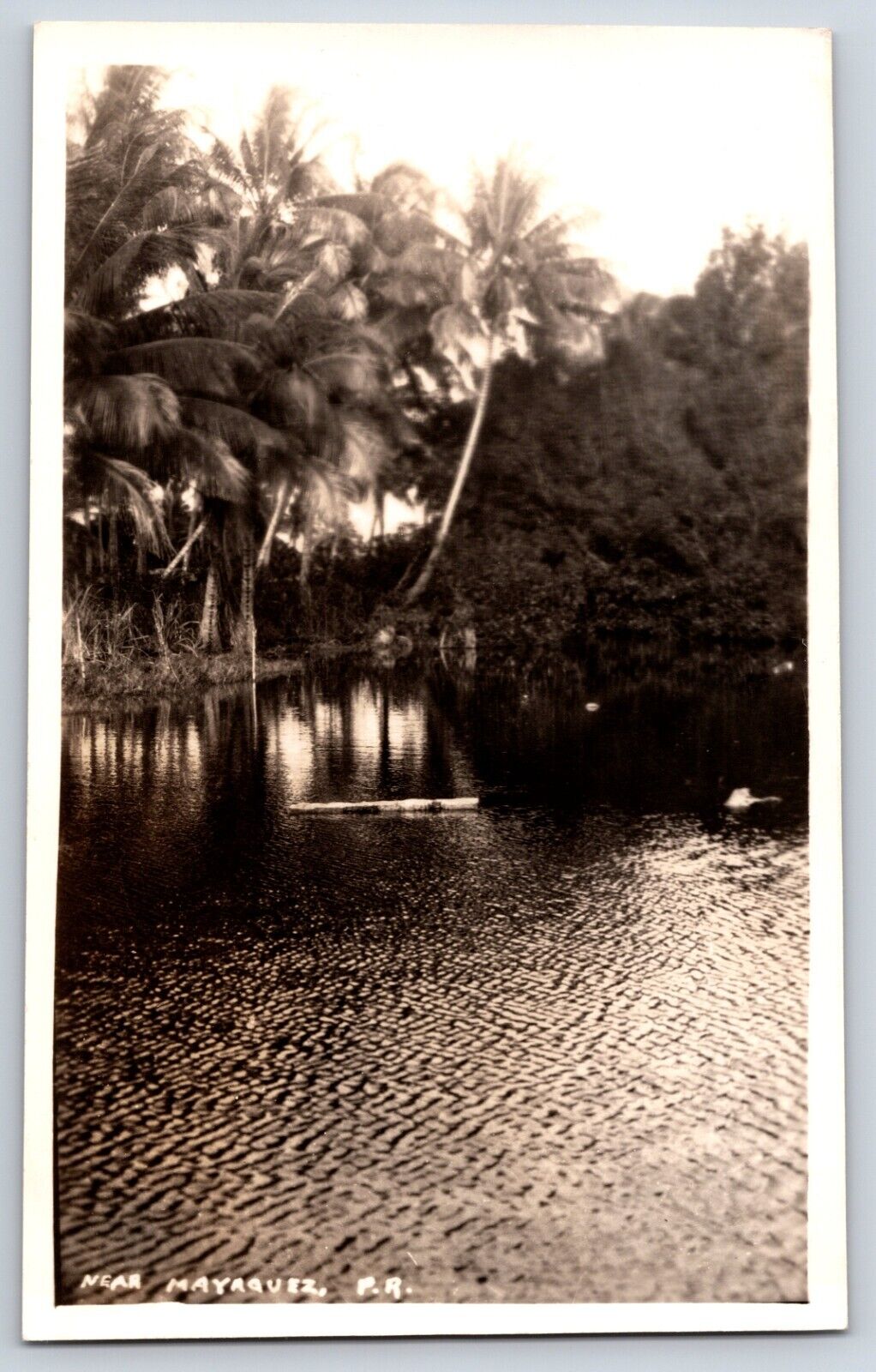 View of Shore Palm Trees Near Mayaguez Puerto Rico RPPC Real Photo Postcard