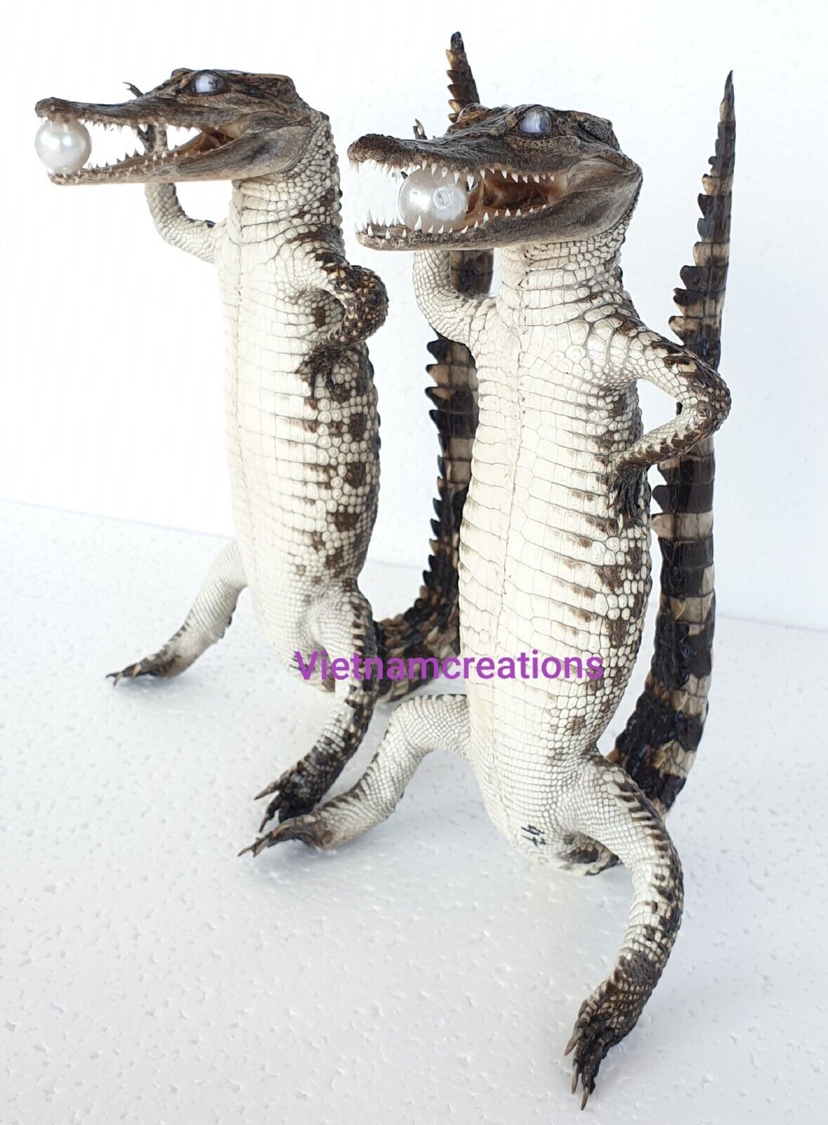 New 2 Real AIIigator Taxidermy Specimen Animal Oddity Rare Decor Stuffed Craft