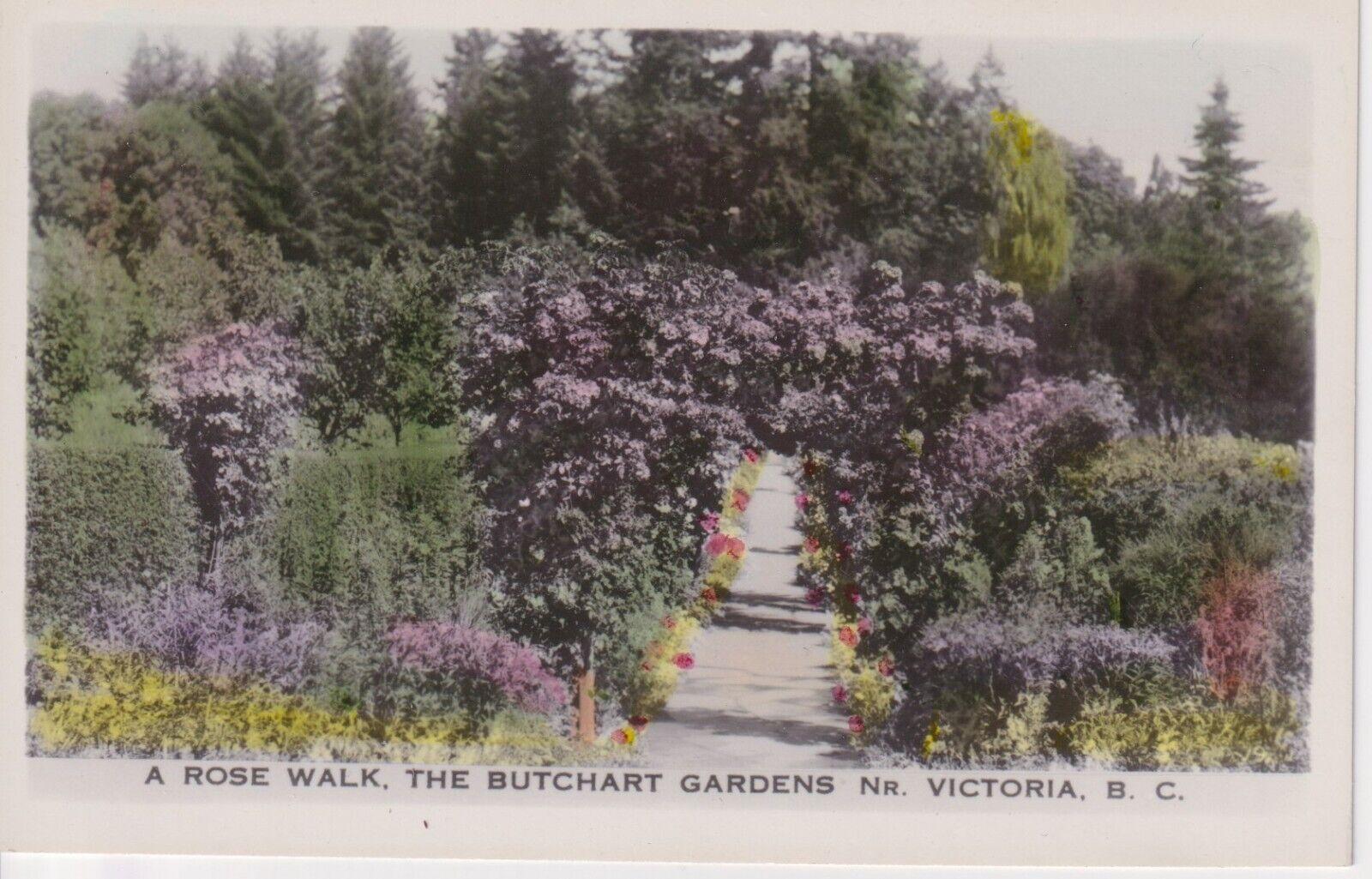 Postcard A Rose Walk The Butchart Gardens Victoria BC RPPC Hand Colored Vintage