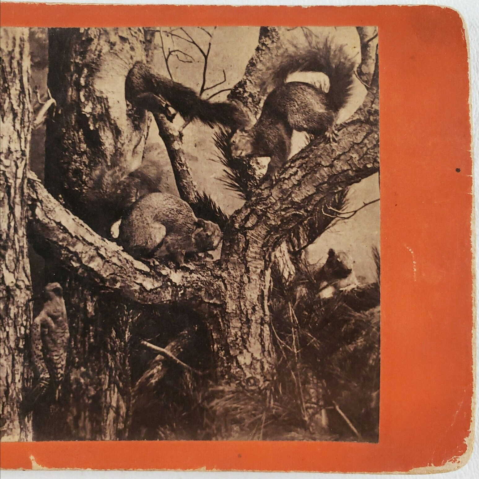 Squirrel Taxidermy Museum Display Photo c1865 Antique Photo Tree Climbing C658