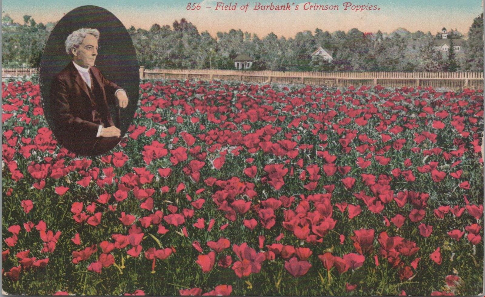 Postcard Field Burbank;s Crimson Poppies CA
