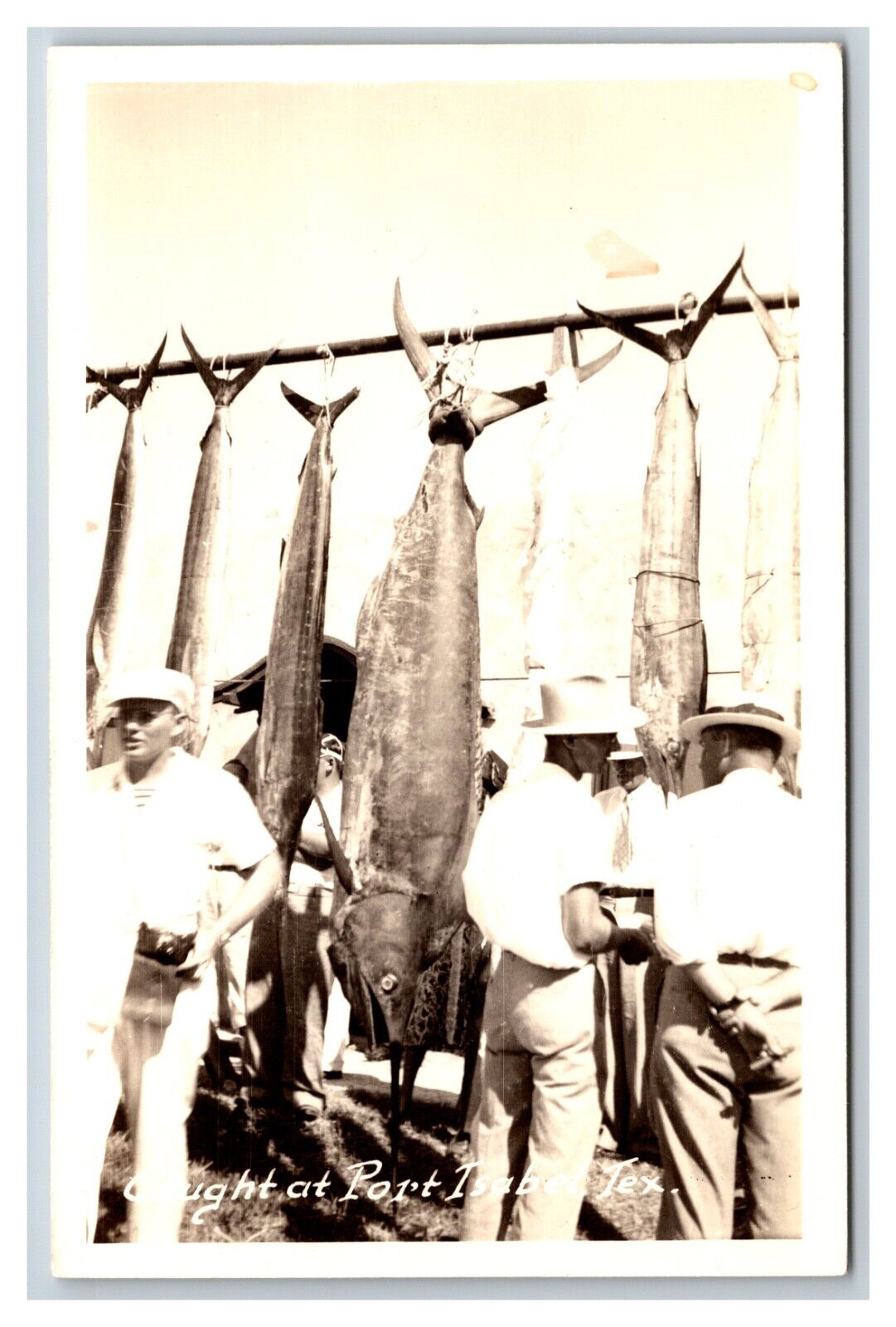 RPPC Giant Fish Caught at Port Isabel Texas TX UNP Postcard V6