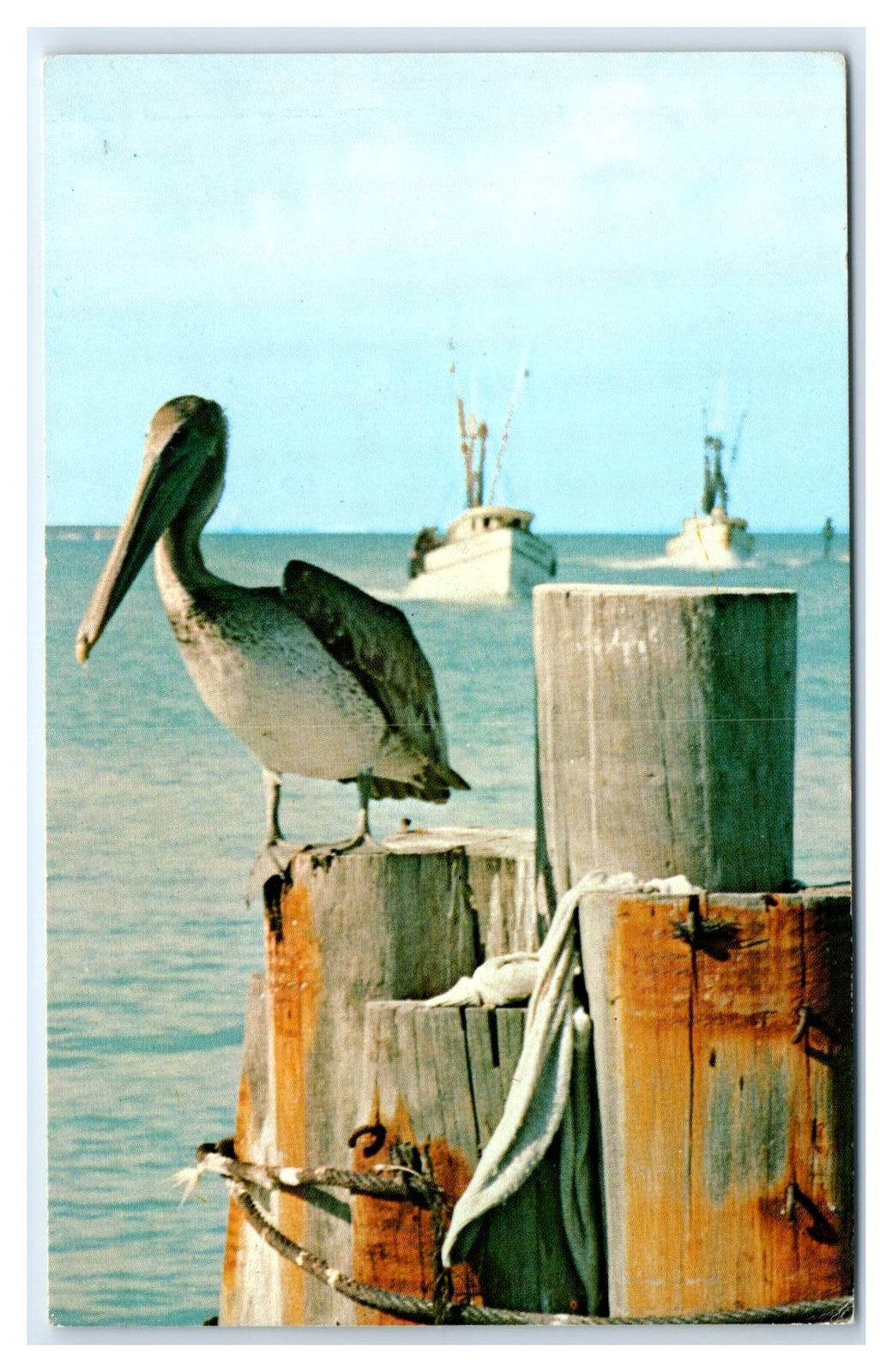 c1980s Miami, FL Postcard- PELICAN enjoying Florida Sun and Water