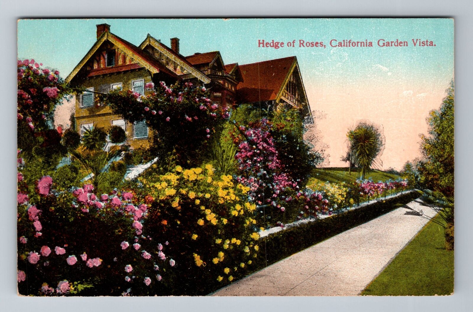 CA-California, Hedge Roses, Garden Vista, Vintage Postcard