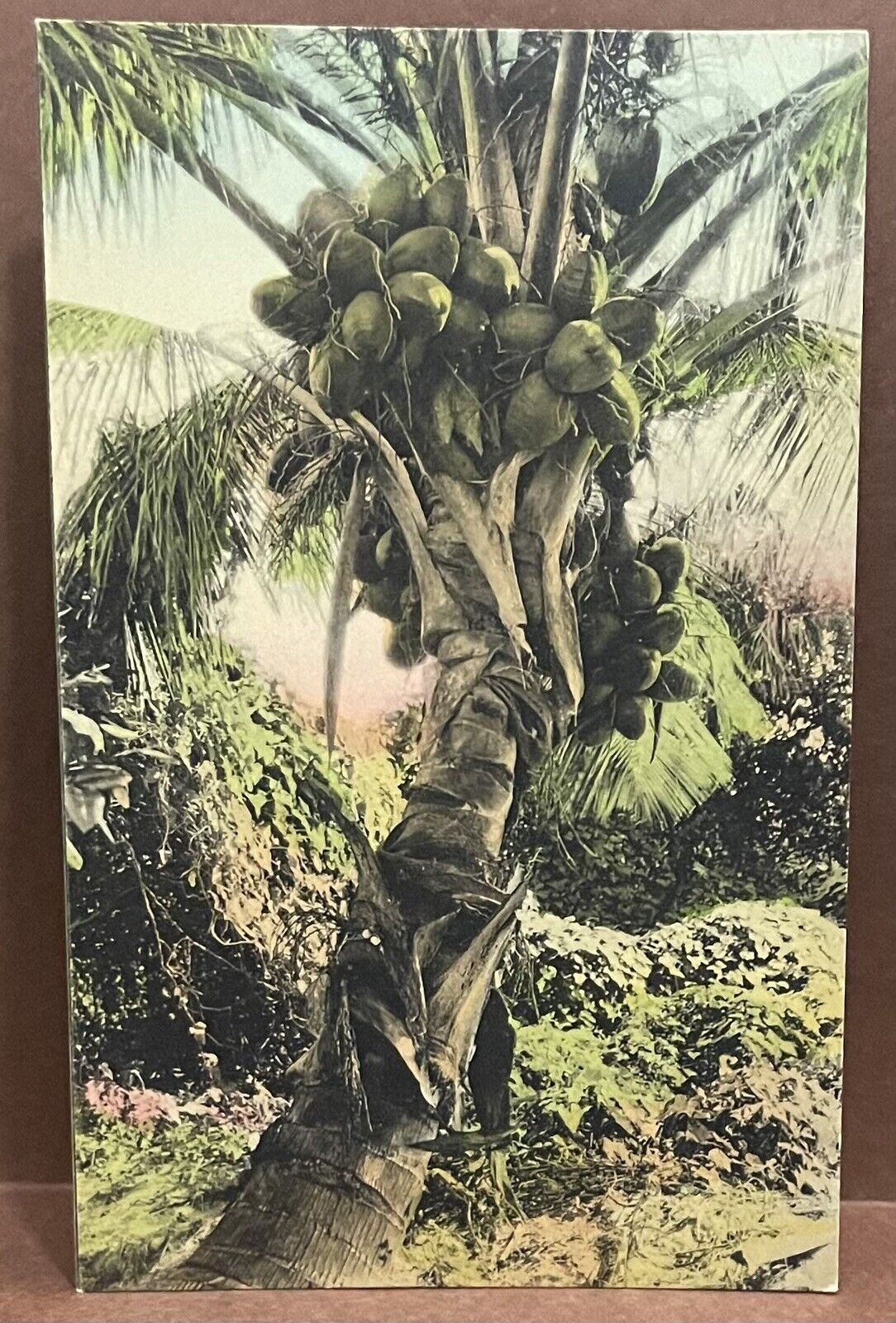 handcolored POSTCARD ~ FLORIDA COCONUT TREE ~ 1910\'s ~