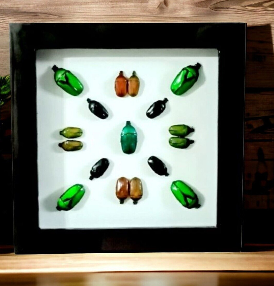 Real Framed Beetle  Insect Dried Butterfly Oddities 
