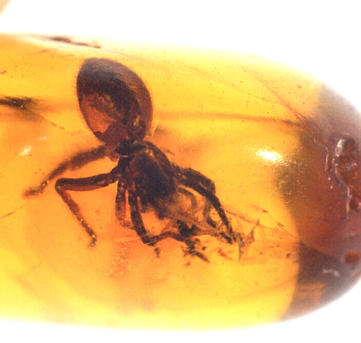Fossil Spider Preserved  in Baltic  Amber Millions of Years Old