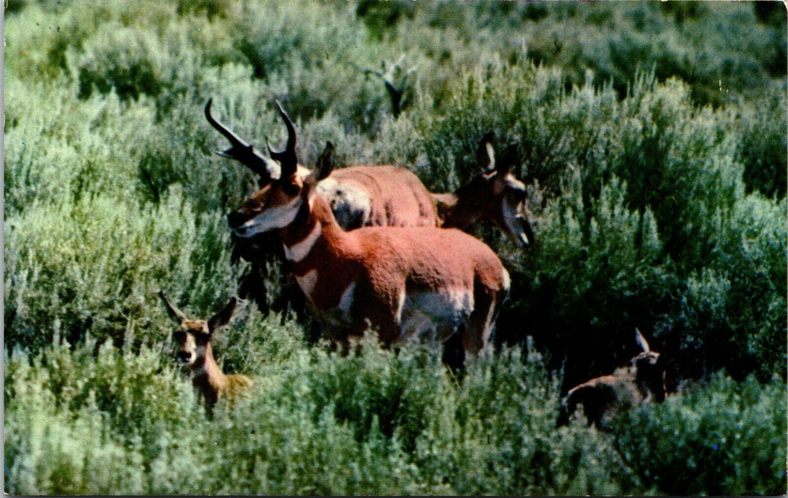 Western Antelope Family Animal Vintage Postcard