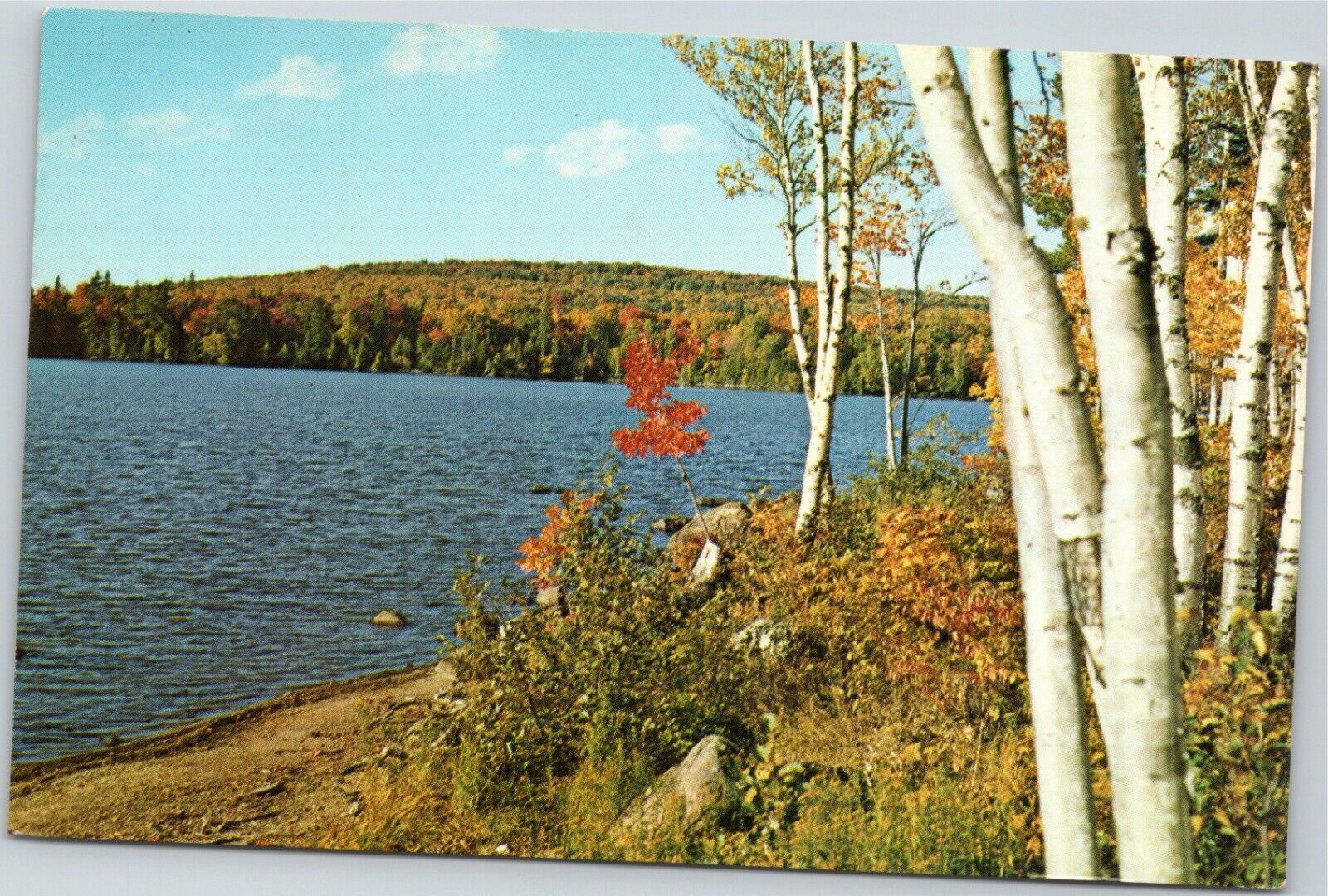 Postcard MI scenic - White Birches along Northland Lake