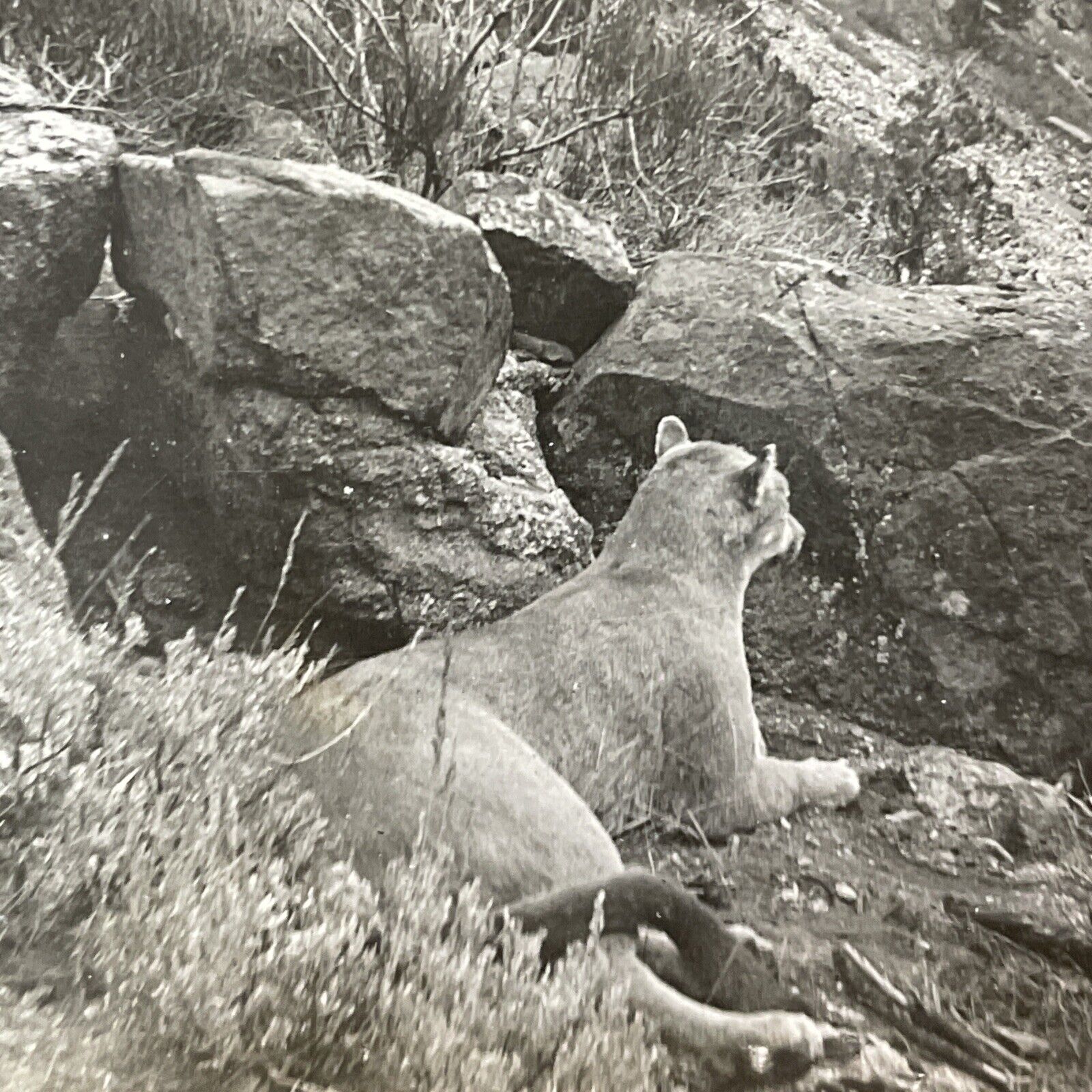Antique 1913 Mountain Lion Hunting In Colorado Stereoview Photo Card P2318
