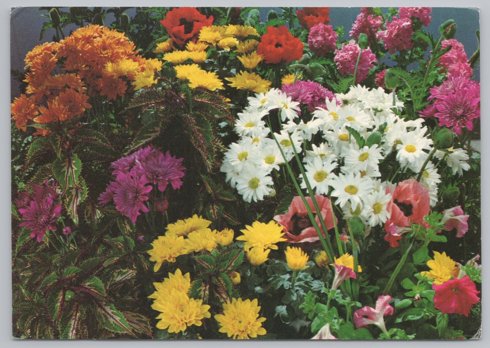 Flowers~Group of Multi-Colored Flowers~Continental Postcard
