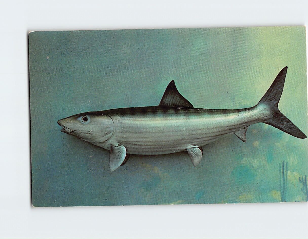 Postcard Bonefish, Florida Keys, Florida