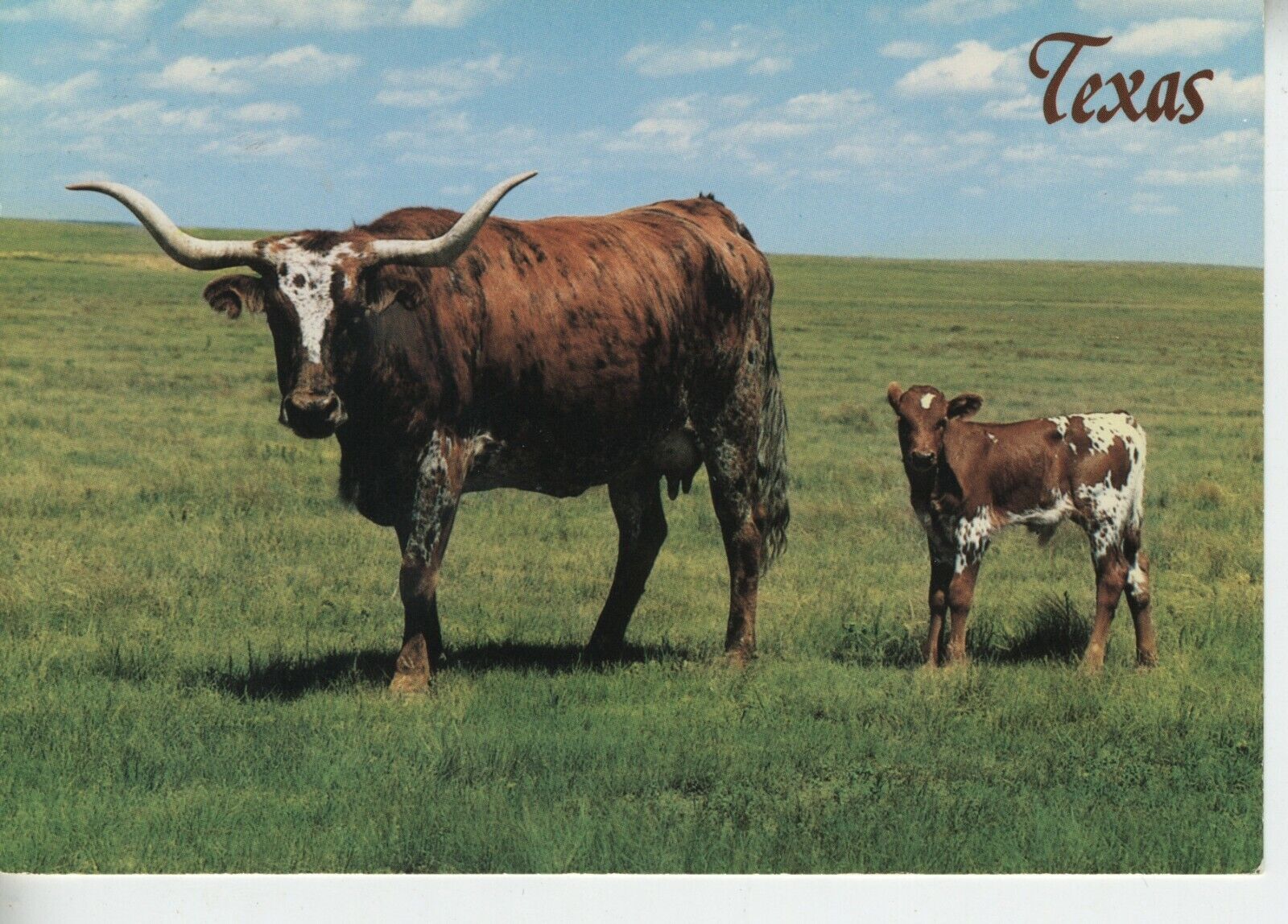 Vintage Texas Longhorn Postcard 1980s or 90s
