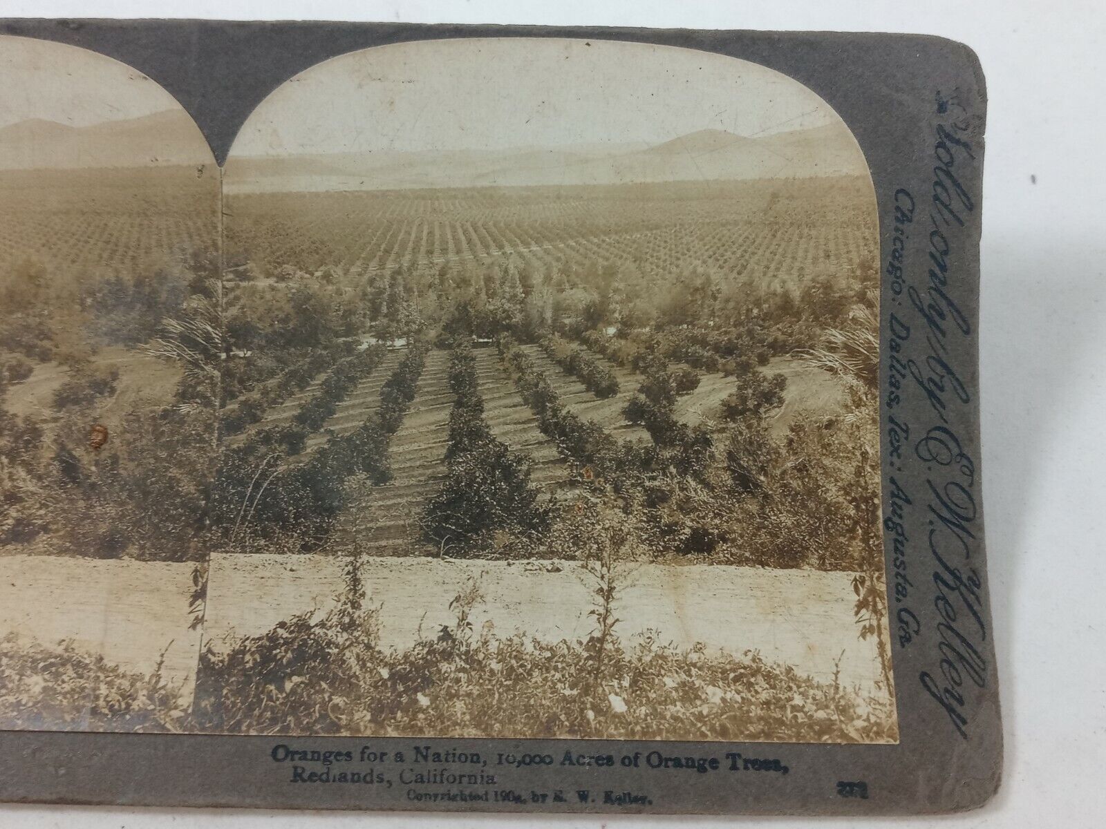 1906 Redlands California 10,000 Acres Orange Trees Stereoview Photograph Kelley