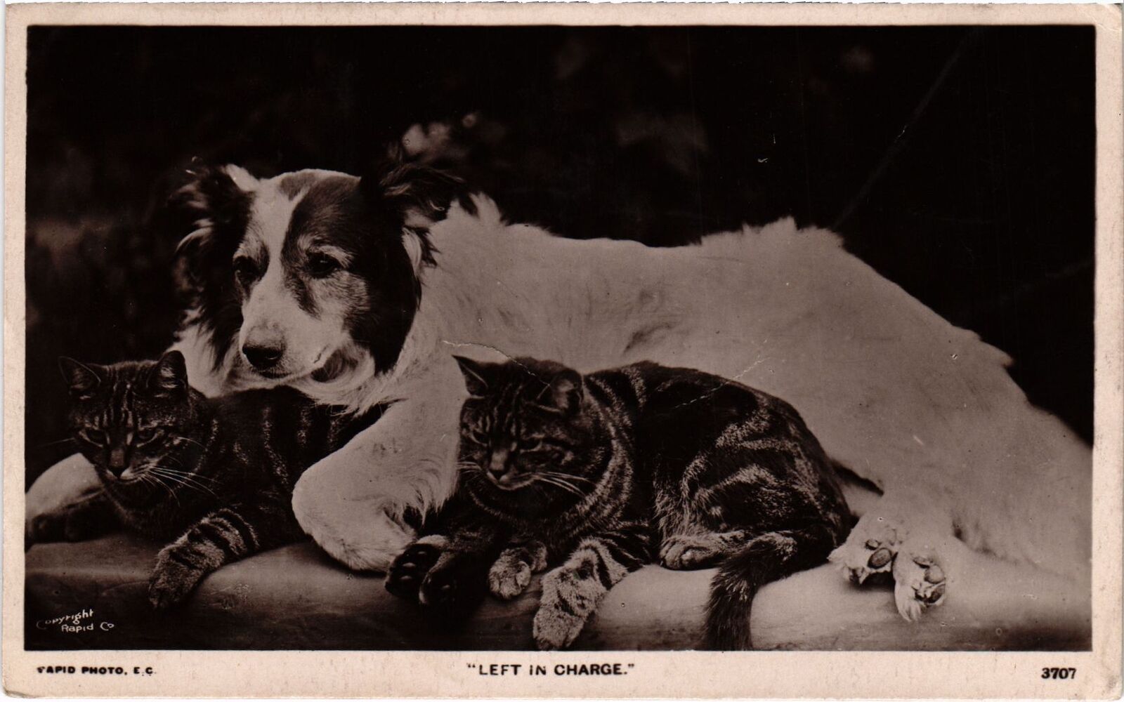 CPA AK Dog with Cats DOGS (1388109)