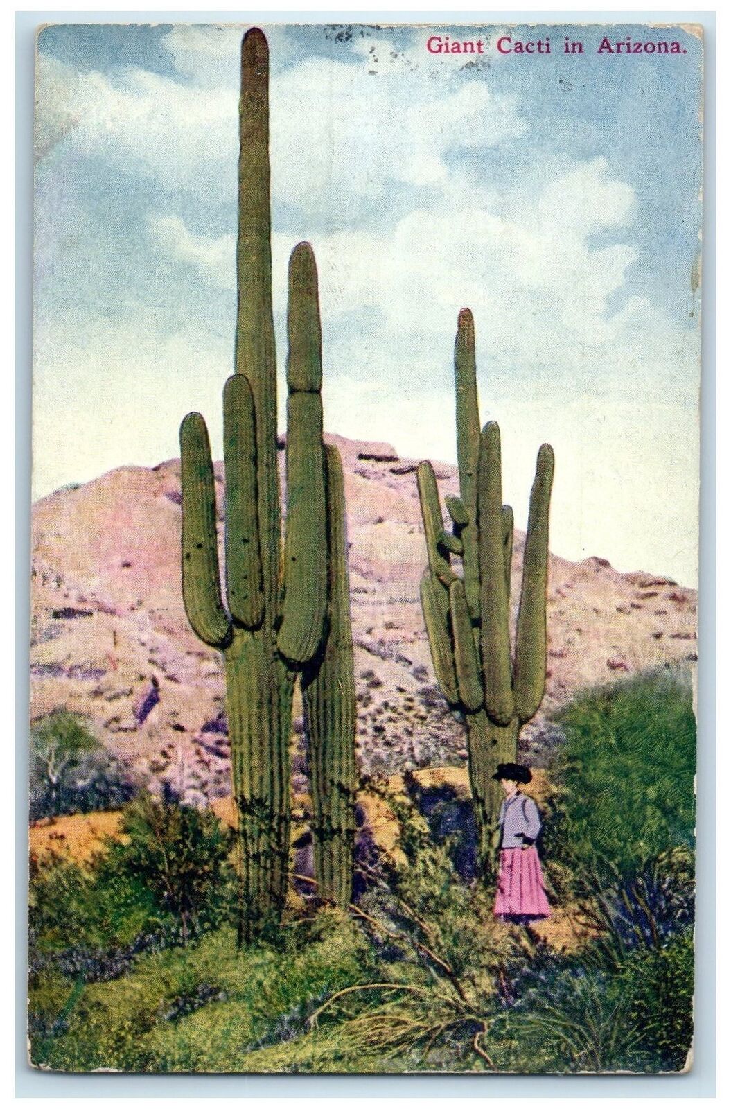 1910 Giant Cacti Woman Poses Beside View In Phoenix Arizona  AZ Posted Postcard