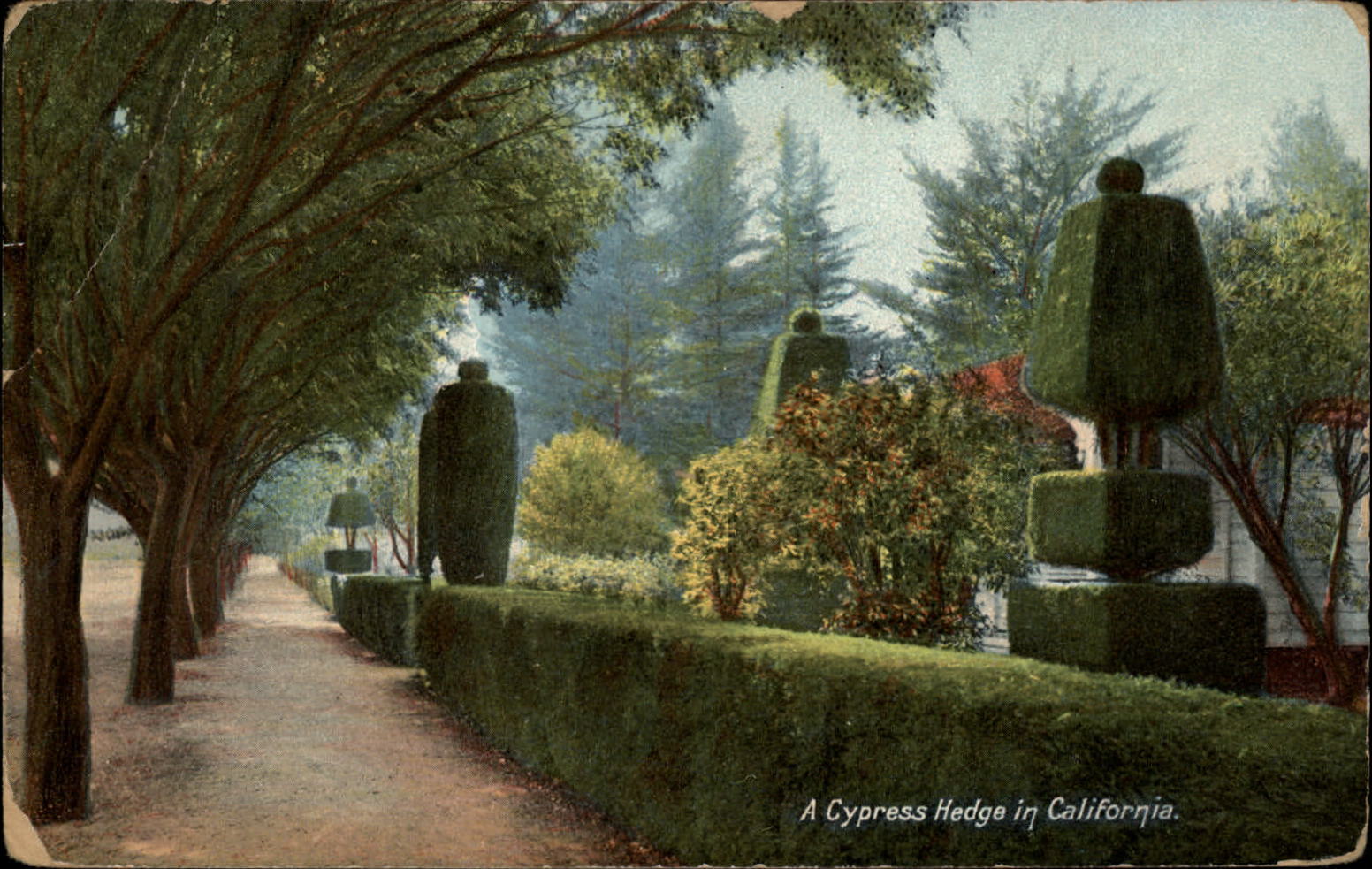 Cypress Hedge ~ Formal Garden ~ California ~ c1910 vintage Rieder 4360 postcard