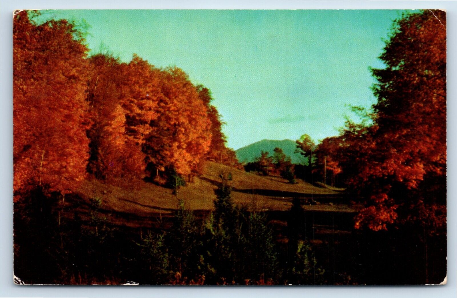 Postcard - Golden Vermont Maples at Sunset in Autumn c1955