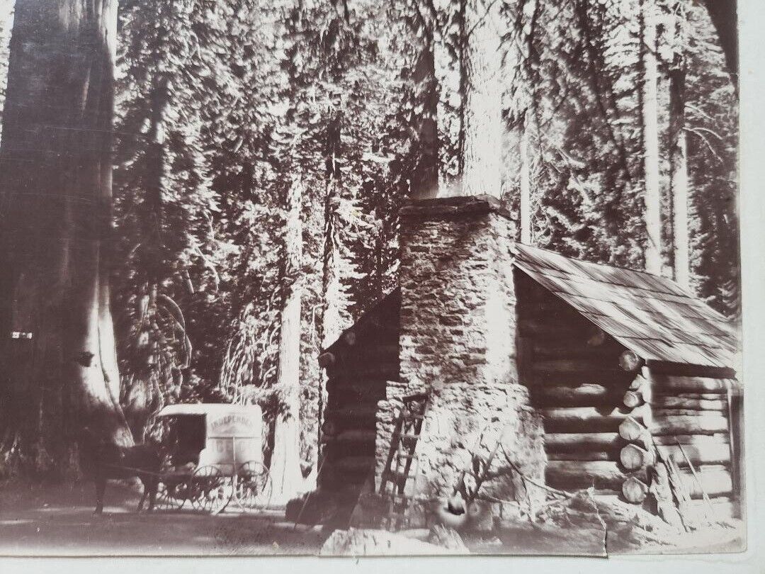 Antique Cabinet Photo MARIPOSA GROVE Trees Cabin Ice Wagon YOSEMITE CALIFORNIA