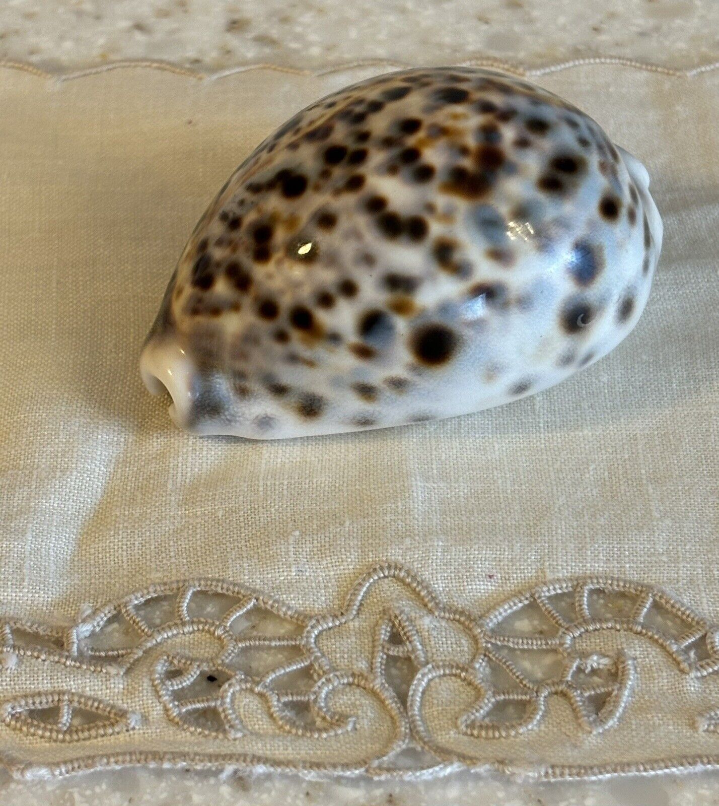 Vintage Cowrie Shell