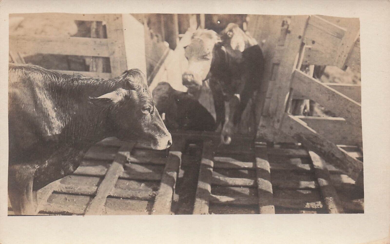 RPPC Williams Cow Hereford Cattle Ranch Farm Country Pasture Photo Postcard E29