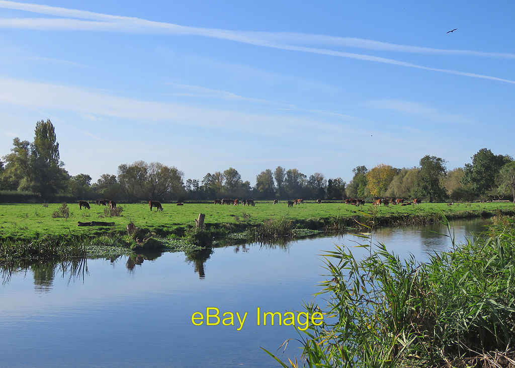 Photo 6x4 Clayhithe: cattle by the Cam We seldom see livestock in Cambrid c2019