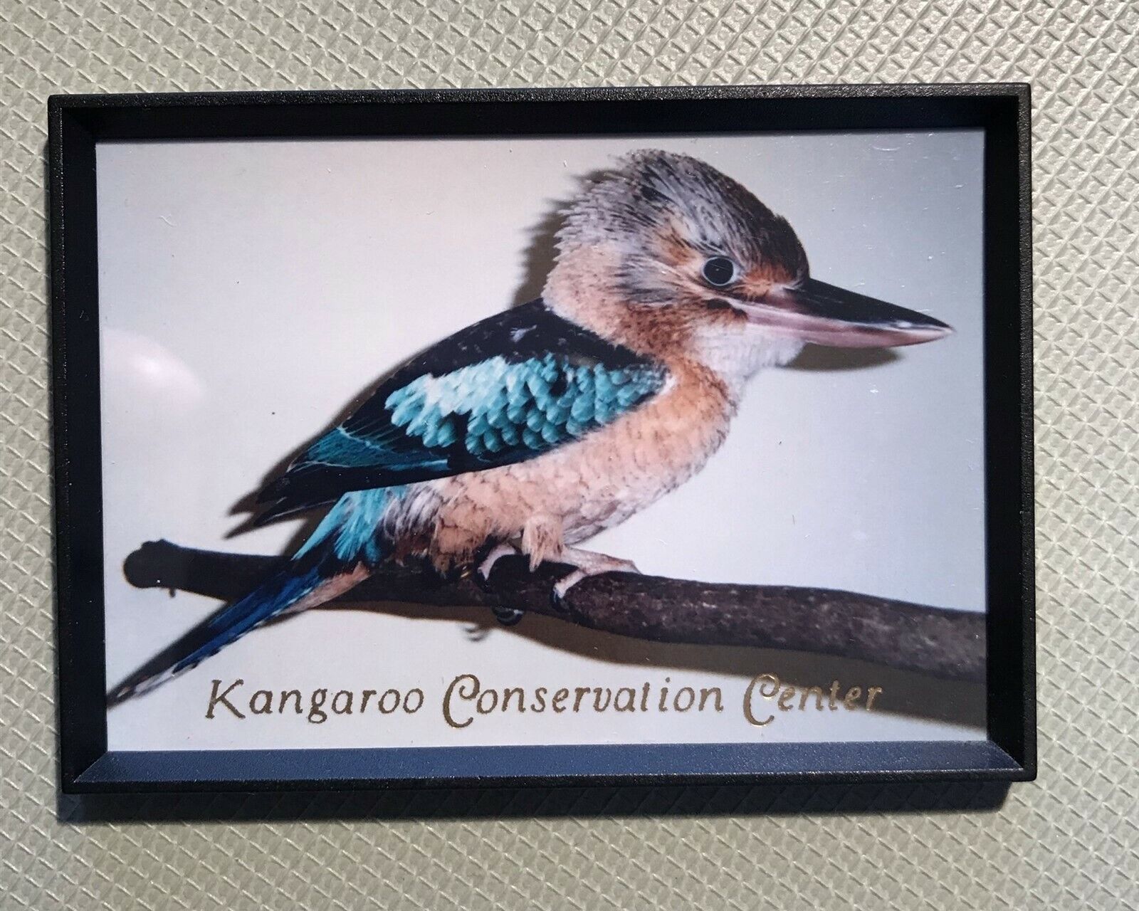 Vintage Kangaroo Conservation Center Framed Refrigerator Magnet 3D2