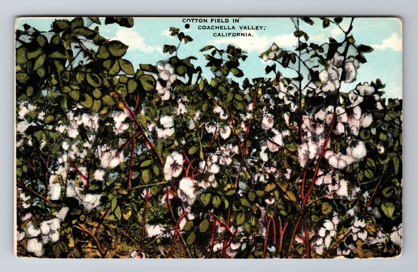 Coachella Valley CA-California, Cotton Field, Antique, Vintage Souvenir Postcard
