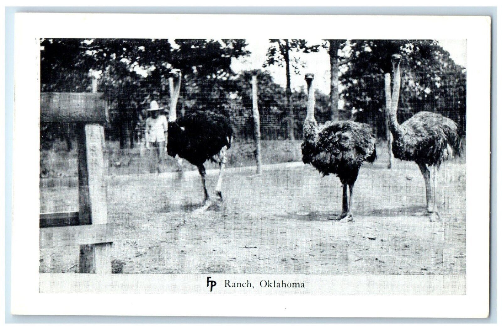 c1950\'s Ostrich Animal Frank Philips Ranch Woolaroc Oklahoma Vintage Postcard