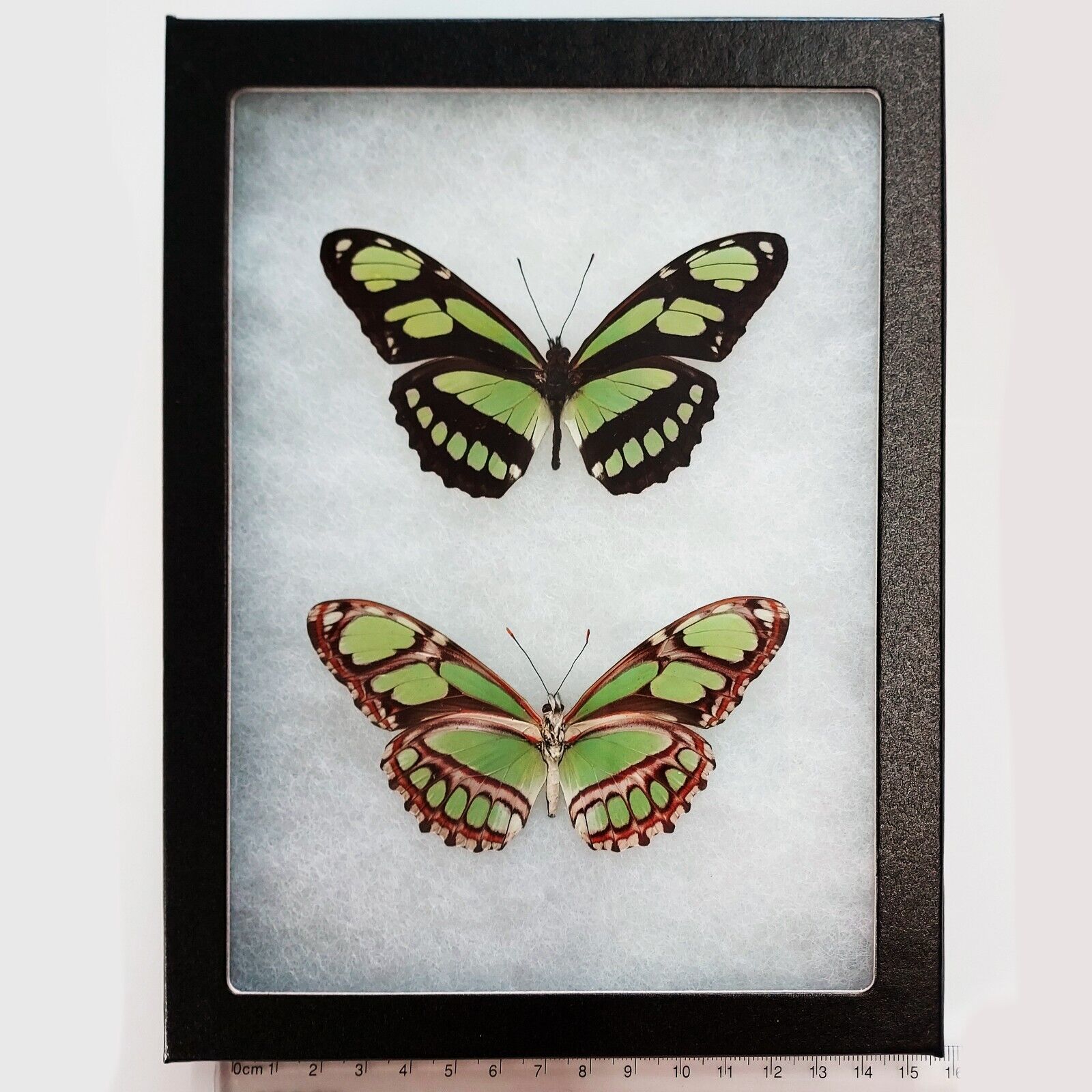 Philaethria dido VERSO + RECTO green butterfly Peru FRAMED PAIR