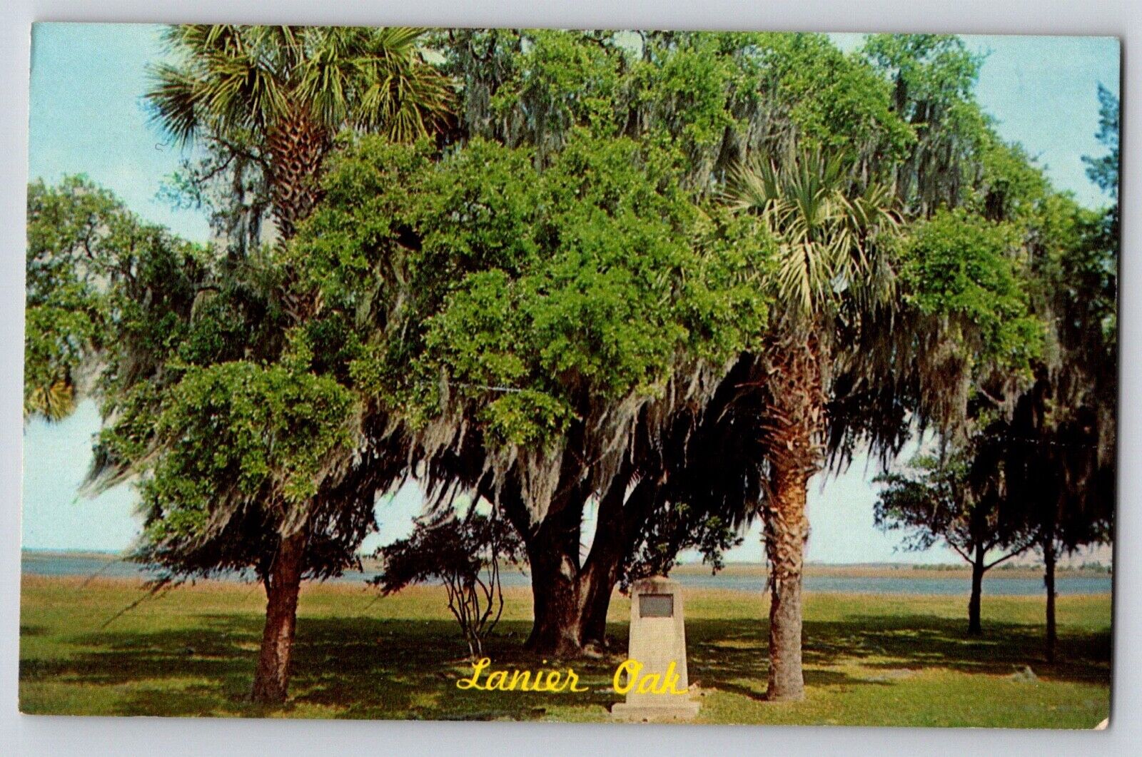 Postcard Lanier Oak Tree Sidney Lanier 